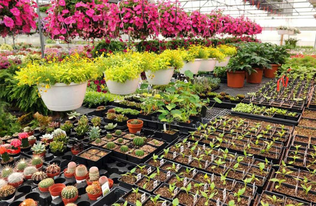 ref-web-vivero